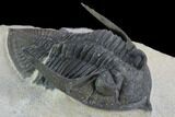 Zlichovaspis Trilobite - Lghaft, Morocco #98593-2
